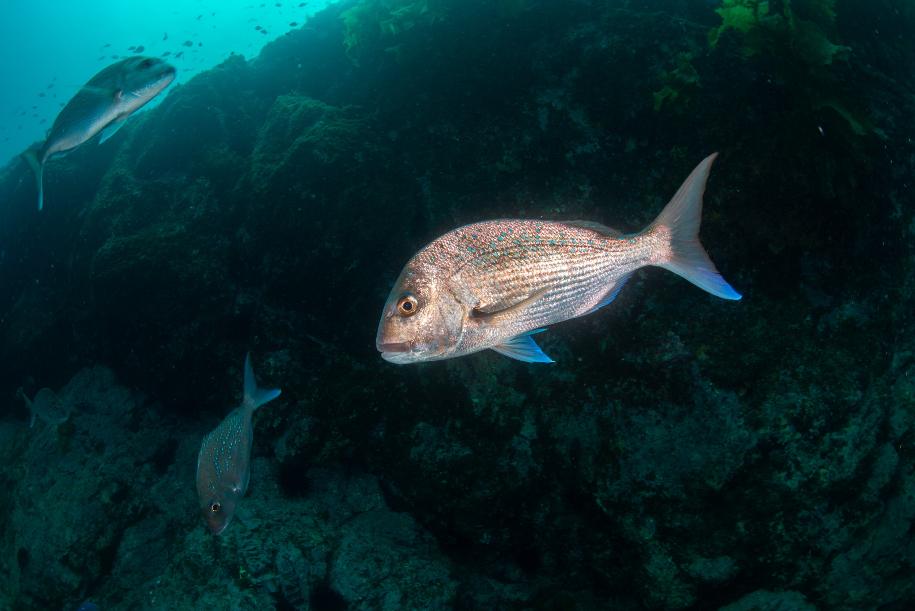 DSC_4450-31 – BayOfIslands, Cape Brett, Diversity, Fish, Kelp, Wideangle, invertebrates
